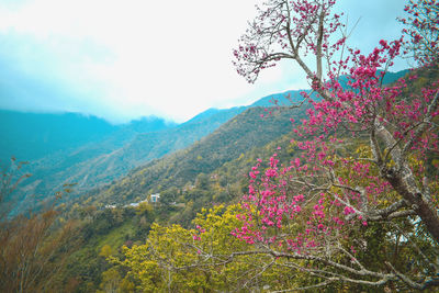 Scenic view of pink flowering trees and mountains against sky