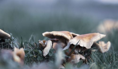 Close-up of mushrooms growing on field