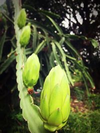 Close-up of fresh green plant