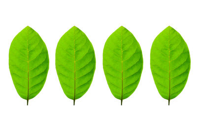 Close-up of leaves against white background