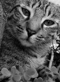 Close-up portrait of cat