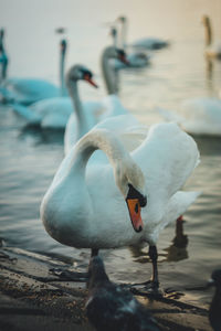 Close-up of swan in lake