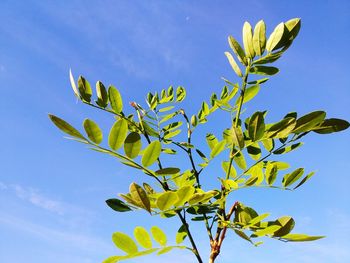 Low angle view of plant leaves against sky