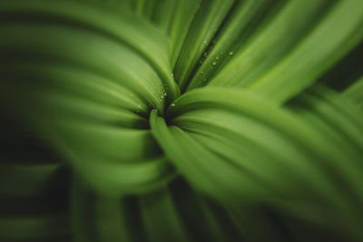 Close-up of green leaves