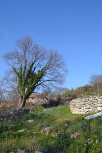 Trees on field against blue sky