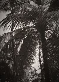 Low angle view of trees