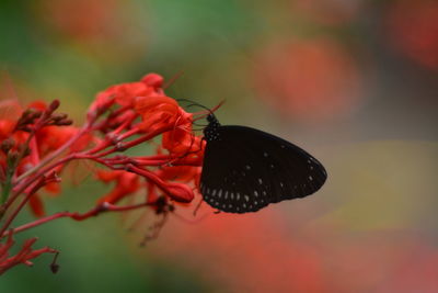 Close-up of butterfly pollinating flower