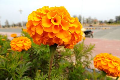 Close-up of orange marigold flowers