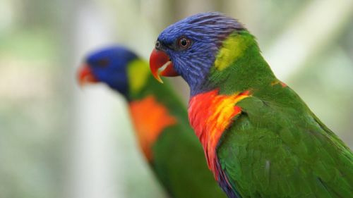 Close-up of rainbow lorikeet