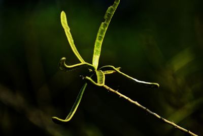 Close-up of insect on plant