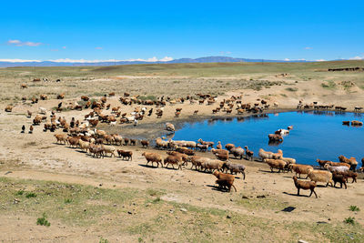 A group of sheep and horses in the jungar basin, xinjiang, are drinking water around a clear pond.