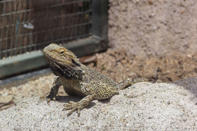 Close-up of lizard on rock