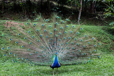 Peacock on a field