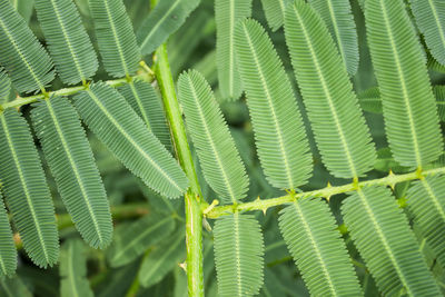 Close-up of green leaves