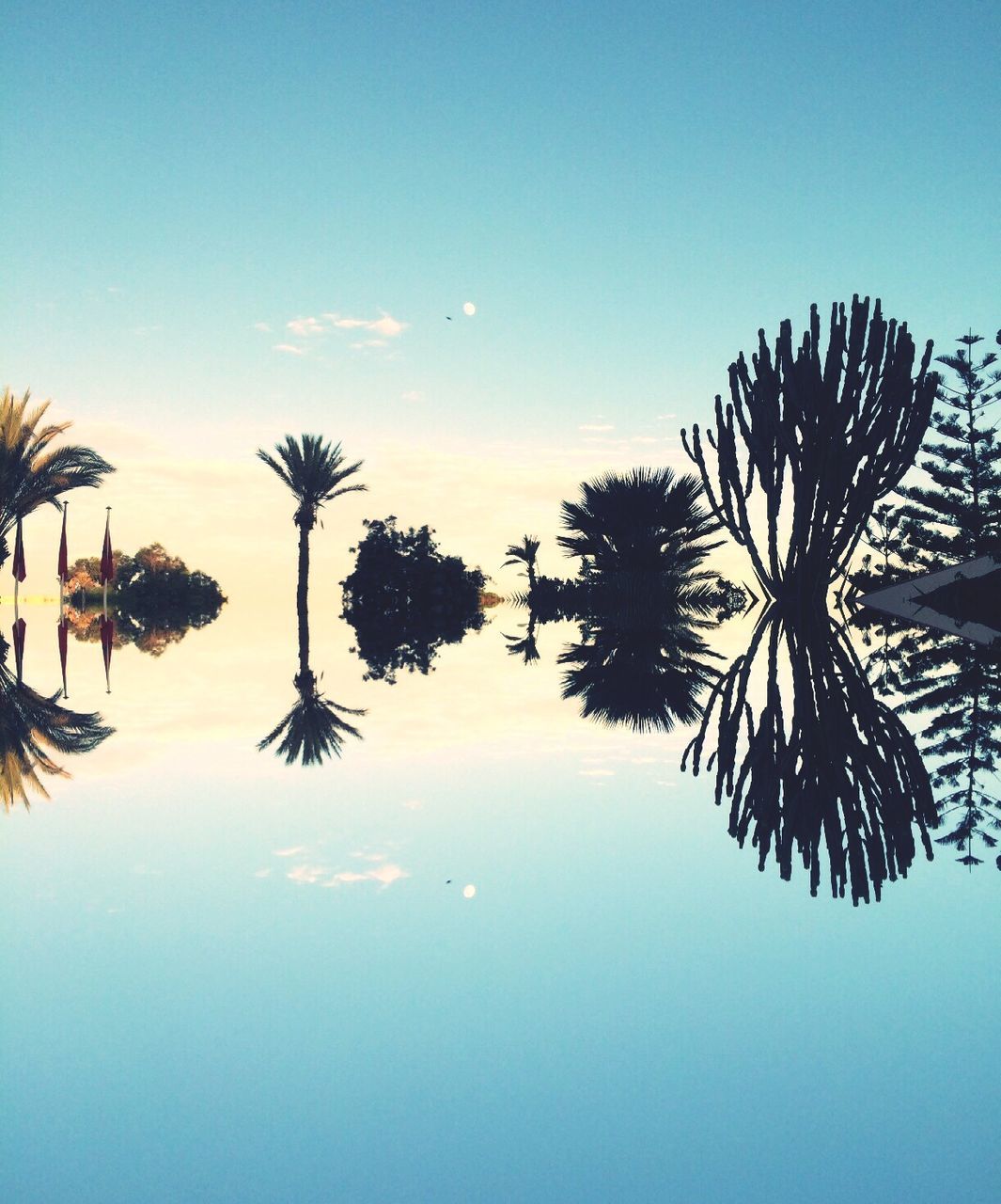 palm tree, low angle view, tree, clear sky, silhouette, growth, sky, tranquility, beauty in nature, nature, palm leaf, blue, coconut palm tree, sun, scenics, tranquil scene, sunset, tree trunk, palm frond, tropical tree