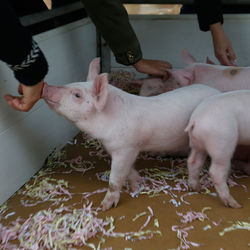 Full length of hands on white table