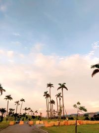 Palm trees on field against sky during sunset
