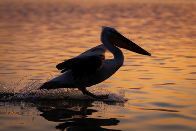 Close-up of pelican