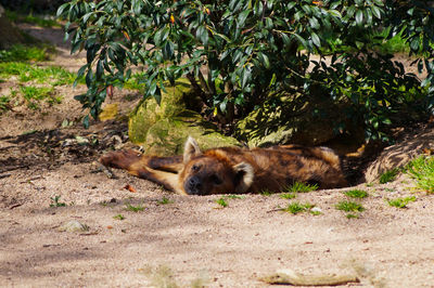 Dog lying down on land