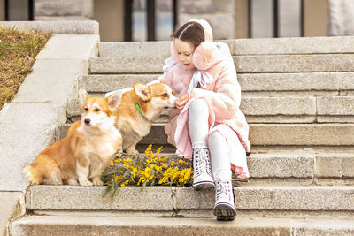 A toddler girl in a coat and fur headphones with a corgi dog in the park. holds a bouquet of mimosa