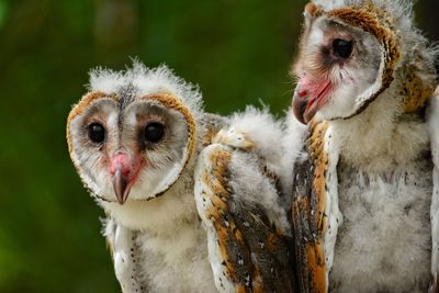 Close-up of owls perching outdoors