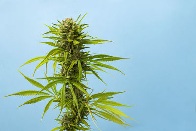 Low angle view of plant against clear blue sky