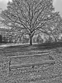 Bare trees against sky