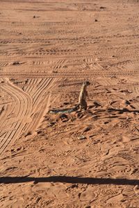 Sand dunes in a desert