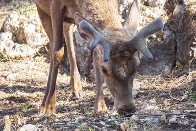 Deer standing on field