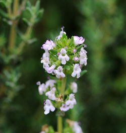 Close-up of white flowering plant