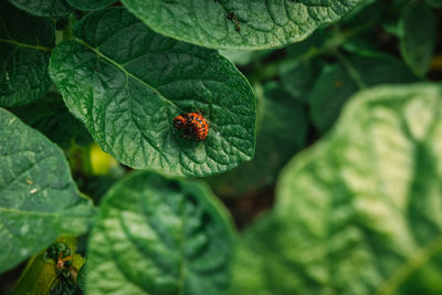 Close-up of insect on leaf