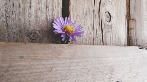 Close-up of purple flower in front of wooden plank