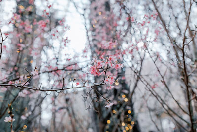 Low angle view of cherry blossom tree