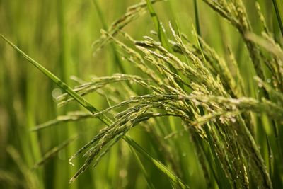 Close-up of crops growing on field