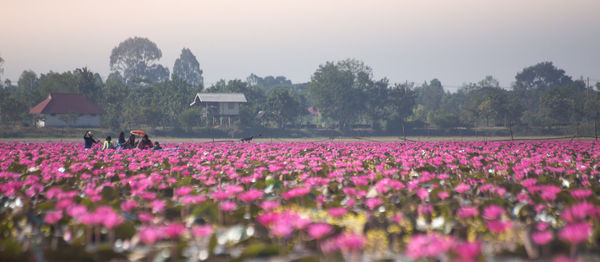 Pink flowers growing in field against clear sky