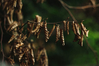 Close-up of dry leaves on plant