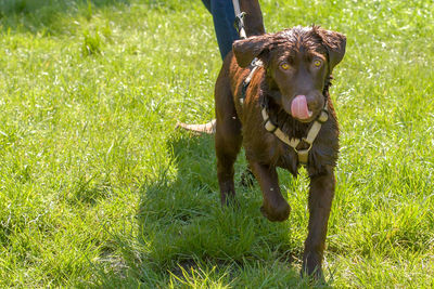 Dog on field