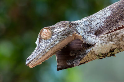 Leaf-tailed gecko, uroplatus phantasticus, ranomafana, madagascar