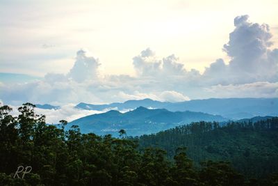 Trees in forest against sky