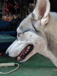 Close-up of dog looking away