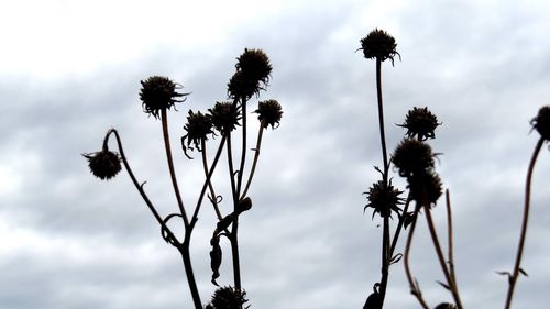 Low angle view of silhouette trees against sky