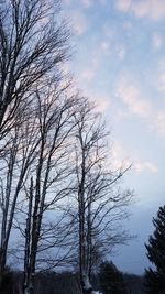 Low angle view of tree against sky