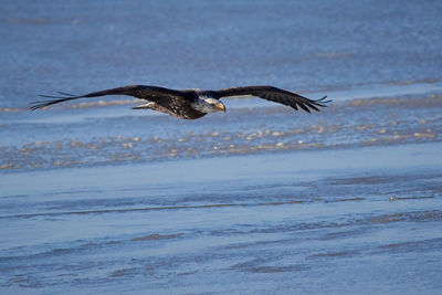 Seagull flying over sea