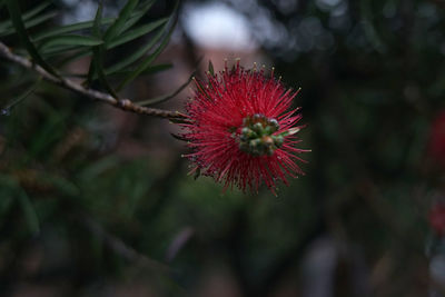 Close-up of red flower