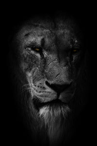 Close-up of lion against black background