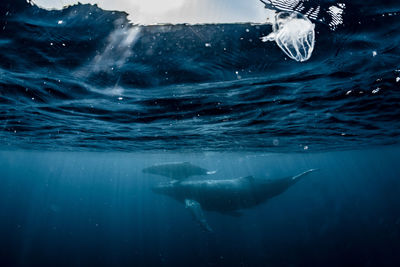 Humpback whale family, wide angle