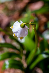 Close-up of white flowering plant