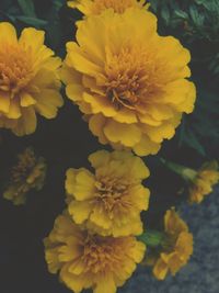 Close-up of yellow flower