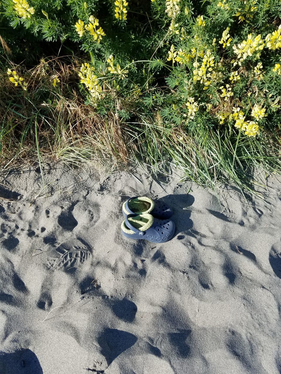 HIGH ANGLE VIEW OF PLANT ON SAND