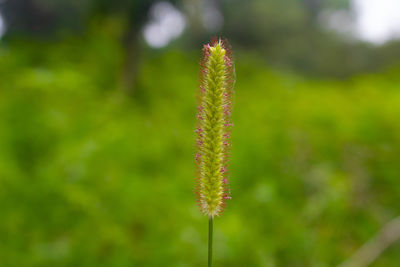 Close-up of flowering plant